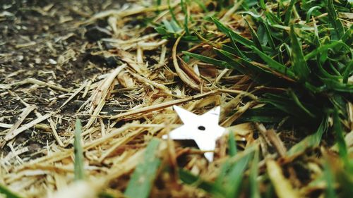 High angle view of animal on field