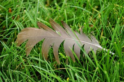 Close-up of feather on field