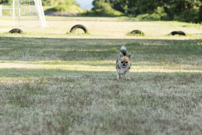 Dog running in field