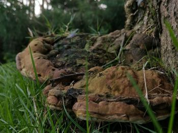 Close-up of mushrooms growing on field