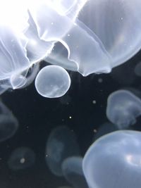 Close-up of jellyfish swimming in water