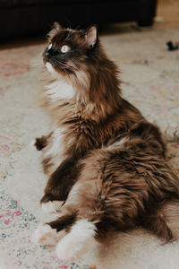 Cat lying on bed at home