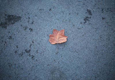 High angle view of maple leaf on street