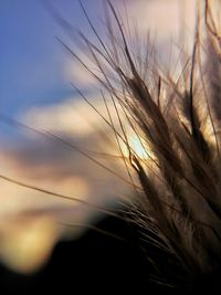 Close-up of grass against sky at sunset