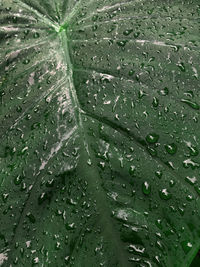 Full frame shot of raindrops on leaves