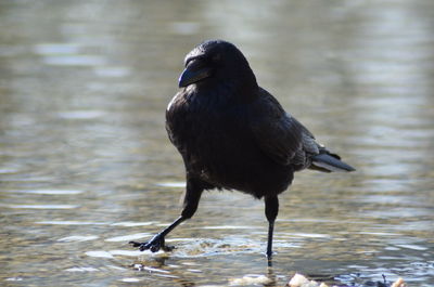 Close-up of bird perching on lake