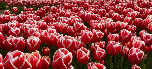 Full frame shot of red tulips