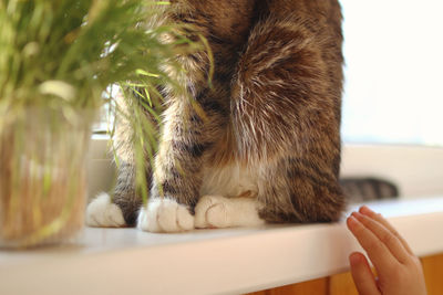 Child is trying to touch a cat with hand. friendship between cat and child.