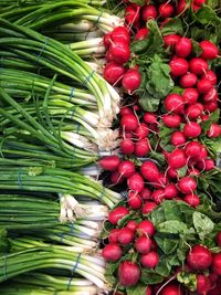 Close-up of green onions and radishes 