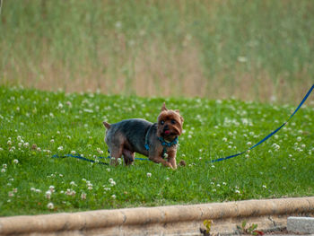 Portrait of a dog on grass