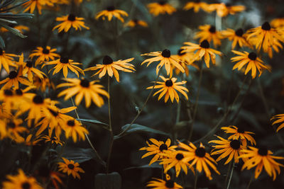 Close-up of yellow flowering plants