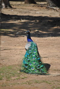 Rear view of a peacock