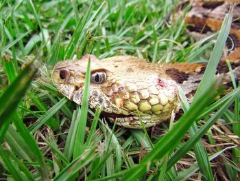 Close up rattle snake head in grass 