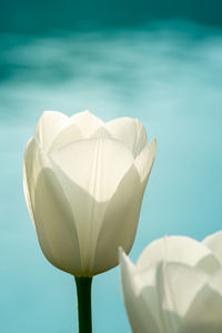 Close-up of white tulips against tuquoise background with bokeh round