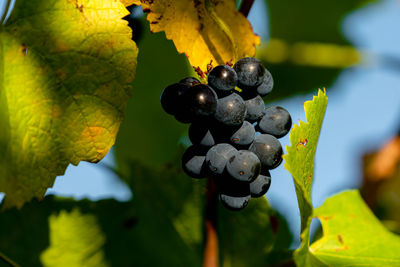 Close-up of grapes growing in vineyard