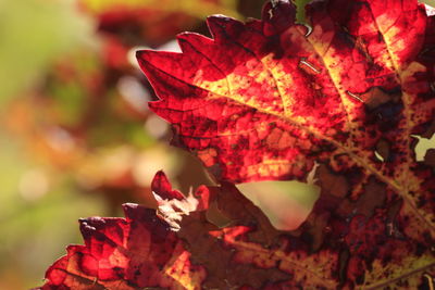 Close-up of maple leaves on tree