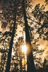 Low angle view of sunlight streaming through trees