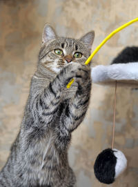 Close-up portrait of tabby