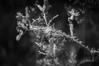 Close-up of frozen plants during winter