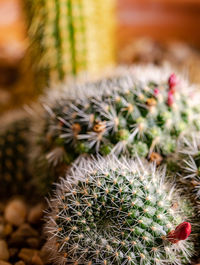 Close-up of cactus plant