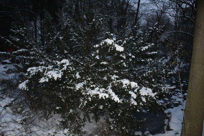 Low angle view of trees against sky during winter