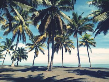 Palm trees on beach against sky