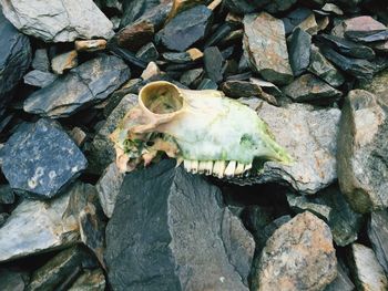 Close-up of lizard on rock