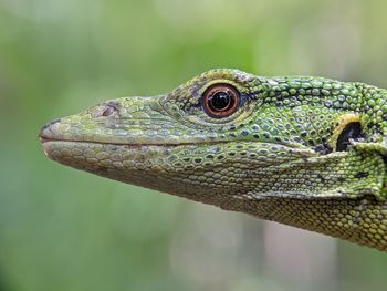 Close-up of lizard