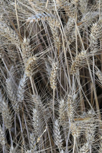 Full frame shot of succulent plants on field