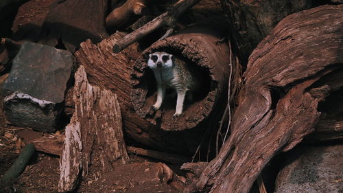 View of lizard on tree