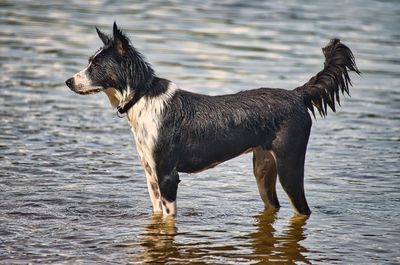 Close-up of dog standing in lake