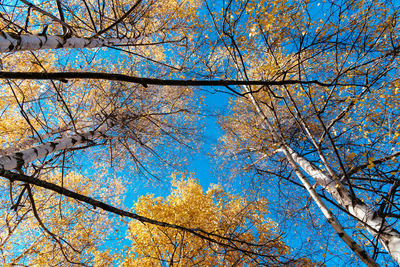 Low angle view of flowering tree against blue sky