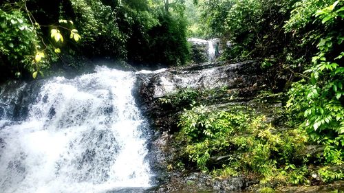 Scenic view of waterfall in forest