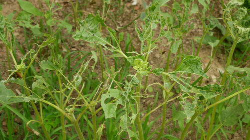 Full frame shot of fresh plants on field