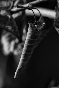 Close-up of lizard on plant