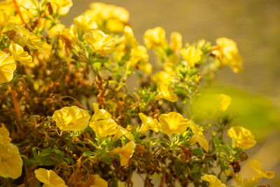 Close-up of yellow flowering plant