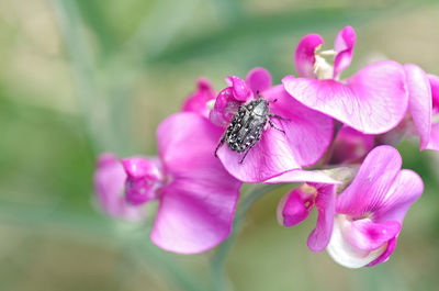 Close-up of insect on pink flower