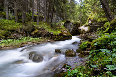 Stream flowing through rocks in forest