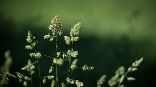 Close-up of flowering plant on field