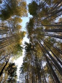 Low angle view of trees in forest