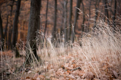 Close-up of dry plants on field