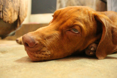 Close-up of a dog resting