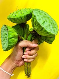 Close-up of person hand holding leaf over yellow background