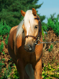 Close-up of horse standing against plants