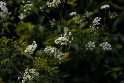 Close-up of white flowering plant