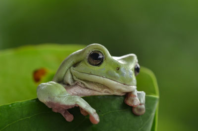 Close-up of a frog