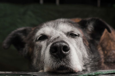 Portrait of dog relaxing outdoors