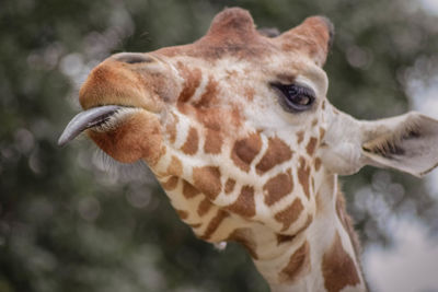 Close-up of giraffe