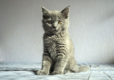 Portrait of kitten sitting on bed