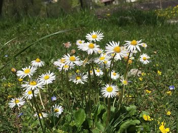 Close-up of white daisy flowers in field